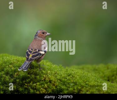 Un primo colpo di un chaffinch comune appollò sulle piante su uno sfondo sfocato Foto Stock