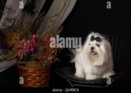 Un cane bianco maltese photoshoot in uno studio decorato Foto Stock