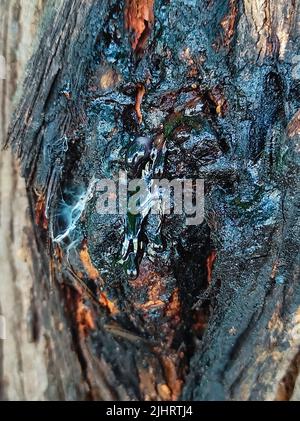 Una gomma di Neem è una gomma naturale estratta dall'albero di Neem per danno indotto o naturale Foto Stock