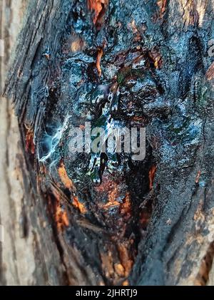 Una gomma di Neem è una gomma naturale estratta dall'albero di Neem per danno indotto o naturale Foto Stock