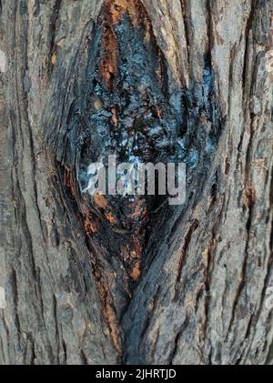 Una gomma di Neem è una gomma naturale estratta dall'albero di Neem per danno indotto o naturale Foto Stock