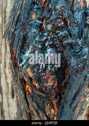 Una gomma di Neem è una gomma naturale estratta dall'albero di Neem per danno indotto o naturale Foto Stock