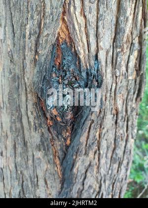 Una gomma di Neem è una gomma naturale estratta dall'albero di Neem per danno indotto o naturale Foto Stock