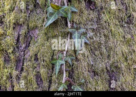 Ivy che cresce su un tronco di albero di Mossy. Ivy arrampicata sulla corteccia di un albero. Texture ravvicinata Foto Stock