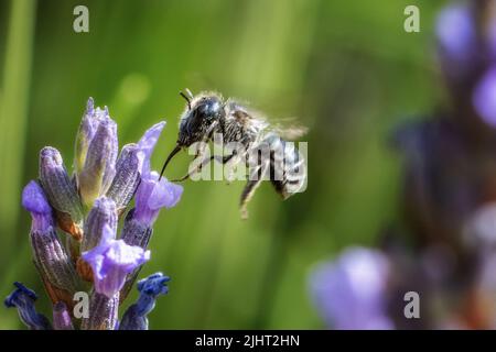 Fauna selvatica del Regno Unito: Ape di mason blu femminile (Osmia caerulescens) che beve nettare dalla lavanda, Burley-in-Wharfedale, Yorkshire occidentale, Inghilterra, Regno Unito Foto Stock