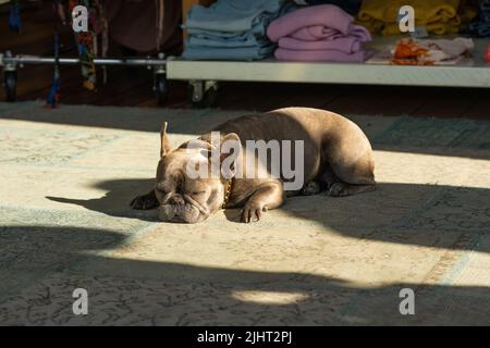 Un Bulldog francese che si trova e dorme su un tappeto Foto Stock