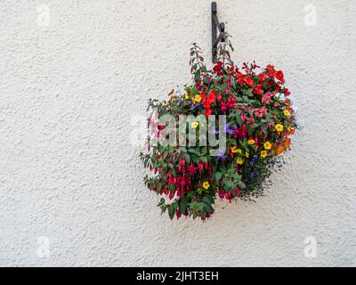 Cesto appeso di fiori colorati assortiti su parete bianca. Foto Stock