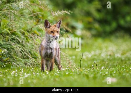 Una volpe (Vulpes vulpes) in un allotment a Wallington, Surrey. Foto Stock