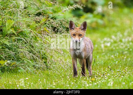 Una volpe (Vulpes vulpes) in un allotment a Wallington, Surrey. Foto Stock