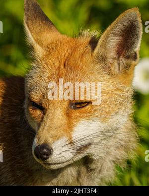 Una volpe (Vulpes vulpes) in un allotment a Wallington, Surrey. Foto Stock