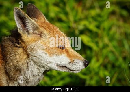 Una volpe (Vulpes vulpes) in un allotment a Wallington, Surrey. Foto Stock