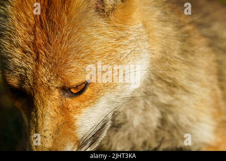 Una volpe (Vulpes vulpes) in un allotment a Wallington, Surrey. Foto Stock