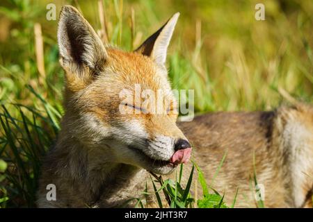 Una volpe (Vulpes vulpes) in un allotment a Wallington, Surrey. Foto Stock