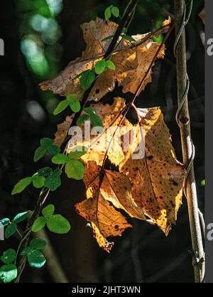 Un colpo verticale di una pianta di vite che si arrampica sul ramo di un albero di acero Foto Stock