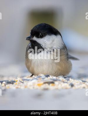 Un primo piano di un piccolo uccello carino Foto Stock