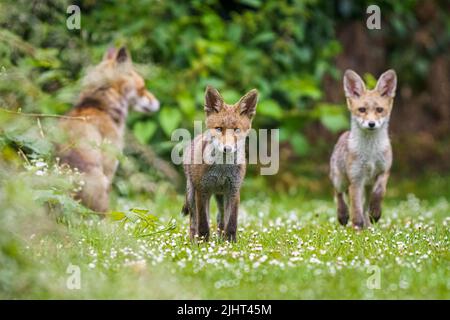 Una famiglia di volpi (Vulpes vulpes) in un allotment a Wallington, Surrey. Foto Stock