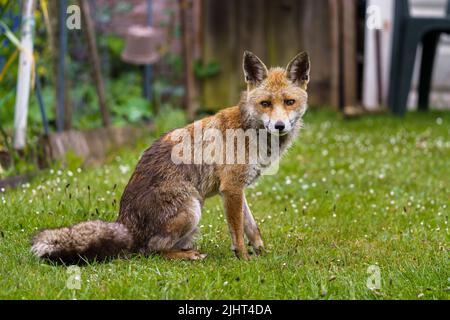 Una volpe (Vulpes vulpes) in un allotment a Wallington, Surrey. Foto Stock