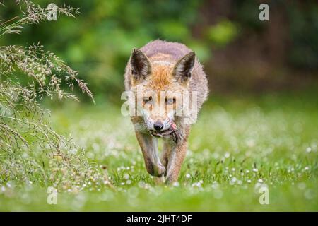 Una volpe (Vulpes vulpes) in un allotment a Wallington, Surrey. Foto Stock