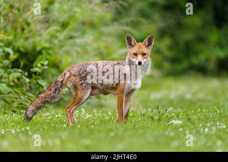 Una volpe (Vulpes vulpes) in un allotment a Wallington, Surrey. Foto Stock