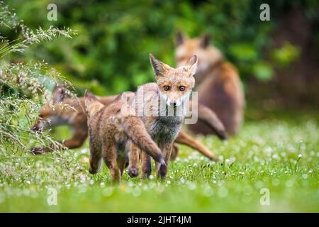 Una famiglia di volpi (Vulpes vulpes) in un allotment a Wallington, Surrey. Foto Stock