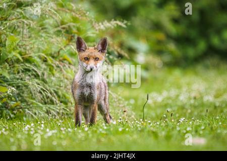 Una volpe (Vulpes vulpes) in un allotment a Wallington, Surrey. Foto Stock