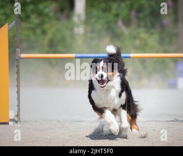 Un pastore australiano che salta sopra un ostacolo di agilità su un corso di agilità del cane Foto Stock