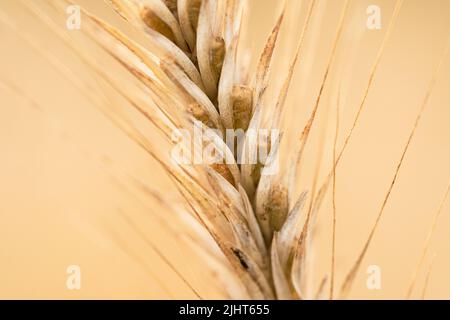 Foto di (Triticum polonicum) grano polacco nel campo. La pianta è matura e pronta per il raccolto Foto Stock