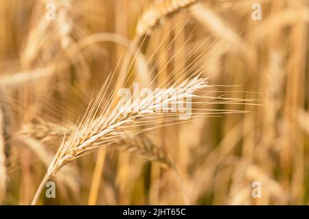 Foto di (Triticum polonicum) grano polacco nel campo. La pianta è matura e pronta per il raccolto Foto Stock