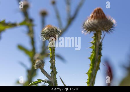 il gattino è appeso sotto la testa del fiore di un cardo graffiato Foto Stock