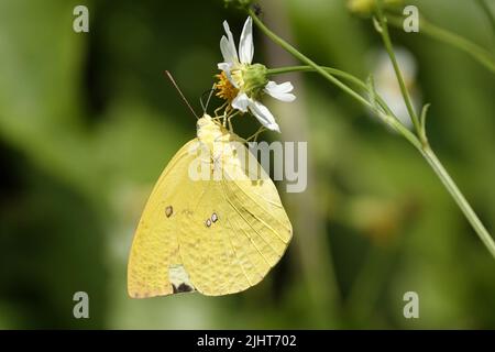 Primo piano di emigrante comune che impollinano su fiori bianchi Foto Stock