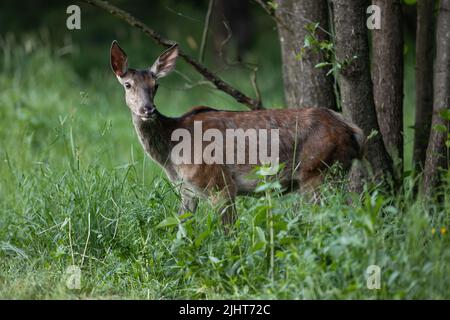 Capriolo rosso femmina che guarda nella foresta in estate sera Foto Stock