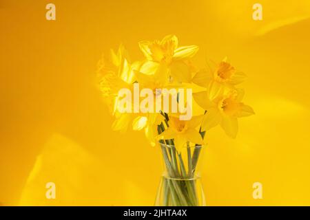 Fiori di narcisi in piedi in un vaso trasparente contro il muro giallo Foto Stock