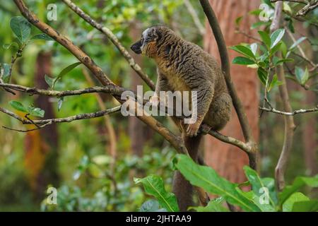 Comune lemure bruno - Eulemur fulvus - tenuta su un albero guardando a lato, foresta sfocata sullo sfondo. I lemuri sono endemici del Madagascar Foto Stock