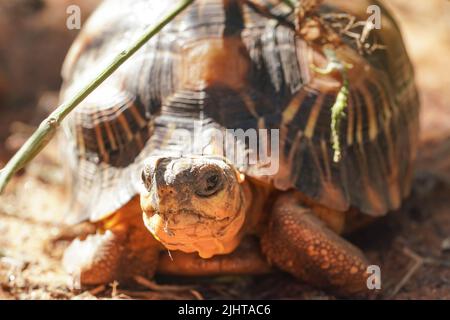 Tartaruga irradiata - Astrochelys radiata - specie di tartaruga criticamente in pericolo, endemica al Madagascar, camminando a terra vicino agli alberi, primo piano dettaglio sopra Foto Stock