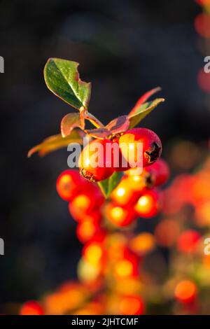 Bacche d'arancia di specie di Cotoneaster nella famiglia delle rose, Rosaceae isolato Foto Stock