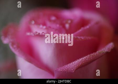 primo piano di un appassionato fiore rosa coperto da gocce di pioggia. su un bouquet di fiori. Foto Stock