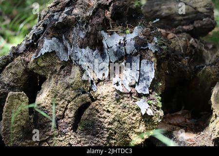 Un fungo di crosta di bruciare su un albero già caduto Foto Stock