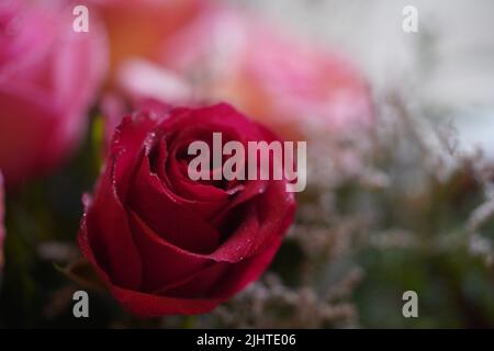 primo piano di un appassionato fiore rosso rosa coperto da gocce di pioggia Foto Stock