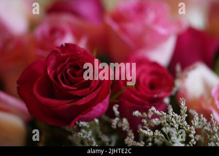 primo piano di un appassionato fiore rosso rosa coperto da gocce di pioggia Foto Stock