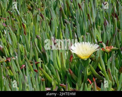 Hottentot fico / pianta di ghiaccio (Carpobrotus edulis) forma gialla, fiorente su una scogliera a Lizard Point, Cornovaglia, Regno Unito, giugno. Foto Stock