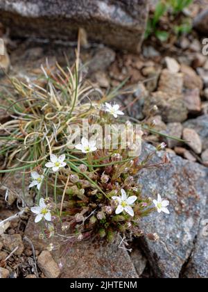 Primavera Sandwort (Minuartia verna) groppa fiorente tra rocce sciolte su una scogliera, Kynance Cove, The Lizard, Cornovaglia, Regno Unito, Giugno. Foto Stock