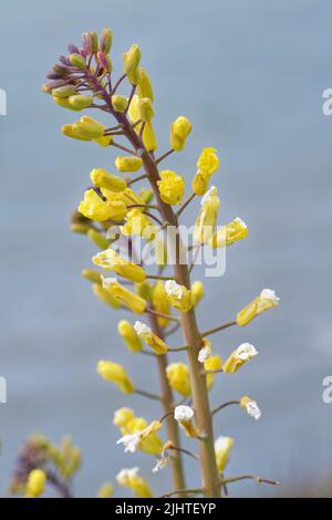 Cavolo di mare (Brassica oleracea var. Oleracea) fiori primo piano, Dorset, Regno Unito, maggio. Foto Stock