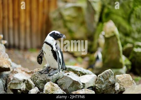 Gruppo di simpatici pinguini in uno zoo di Cracovia Foto Stock