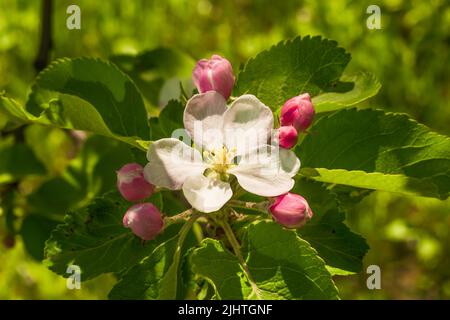 Ramoscelli di alberi di mela con fiori di petali bianchi e rosa in fiore nel giardino primaverile Foto Stock