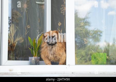 Pekingese si siede sulla finestra e guarda verso il proprietario sulla strada, il cane sulla finestra guarda la strada in Ucraina Foto Stock