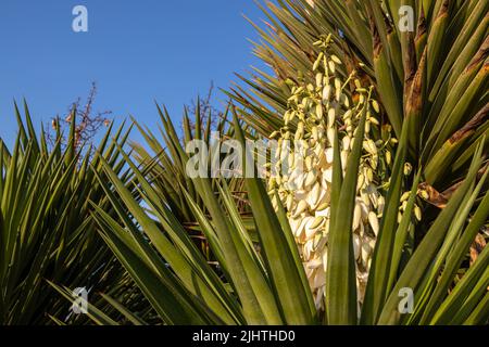 Yucca gigantea (Yucca elephantipes, Yucca guatemalensis) è una specie di yucca originaria del Centro America. Foto Stock