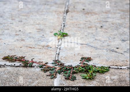 L'erbaccia di Purslane che cresce attraverso una crepa e un giunto tra due lastre di calcestruzzo. Foto Stock