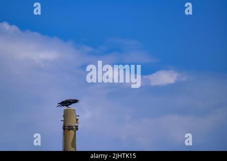 Terribile corvo crolante seduto su un palo Foto Stock