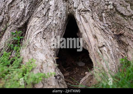 Albero cavo. Vista ravvicinata dell'albero danneggiato Foto Stock