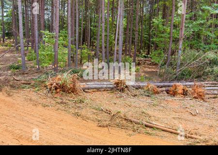 Sbarazzarsi di radici sporche e sradicare gli alberi sul cantiere è il modo perfetto per preparare la terra per una nuova suddivisione Foto Stock